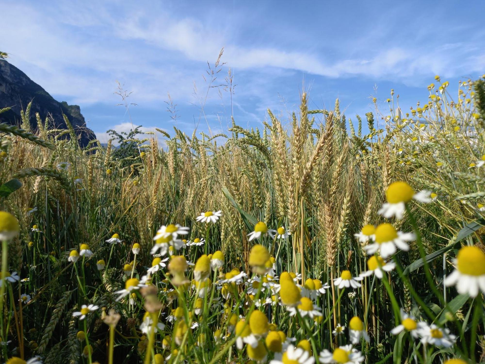 Agriturismo L' Isola Di Arturo Trento Exteriér fotografie